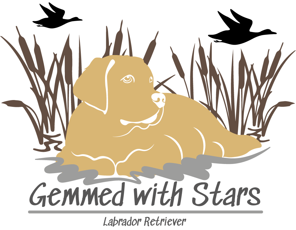 Gemmed with Stars Labrador Retriever Yellow Labradors Gemmed with Stars