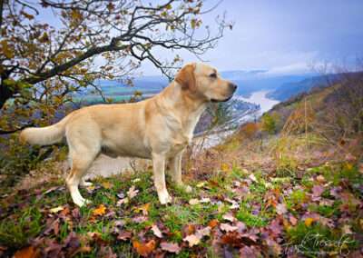 Bild von Lab Lodur's Wallander - *Jamie*