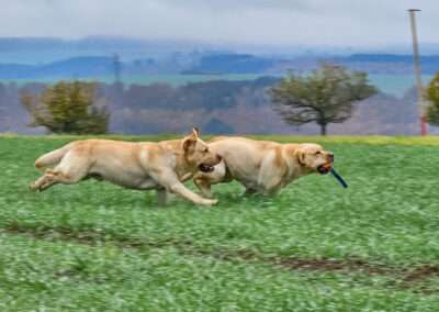 Bild von Lab Lodur's Wallander - *Jamie*