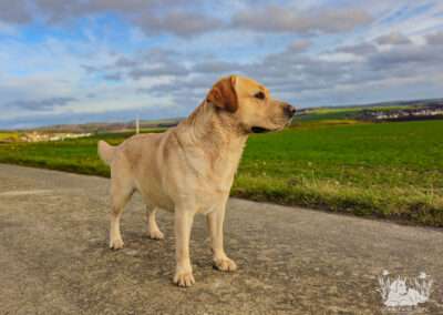 Bild von Lab Lodur's Wallander - *Jamie*