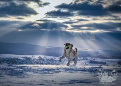 Lab Lodur's Wallander - *Jamie*