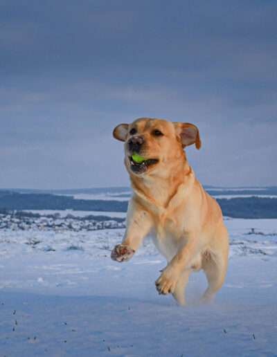 Lab Lodur's Wallander - *Jamie*