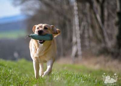 Lab Lodur's Wallander - *Jamie*