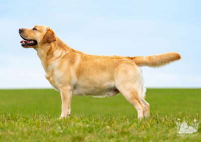 Lab Lodur's Wallander - *Jamie*