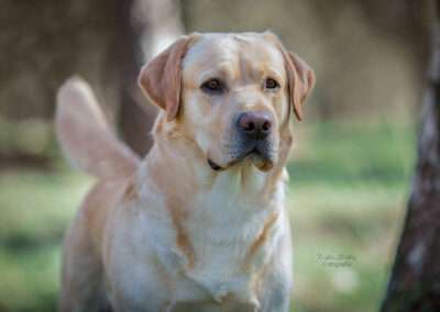 Lab Lodur's Wallander - *Jamie*