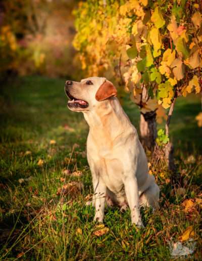 Int. CH Rusmairas Felix / Gemmed with Stars Labrador Retriever