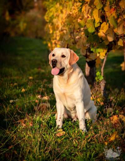 Int. CH Rusmairas Felix / Gemmed with Stars Labrador Retriever