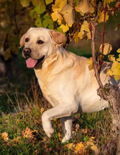 Gemmed with Stars Labrador Retriever