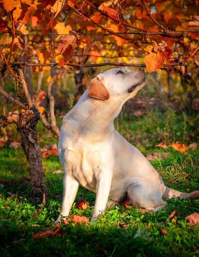Gemmed with Stars Labrador Retriever
