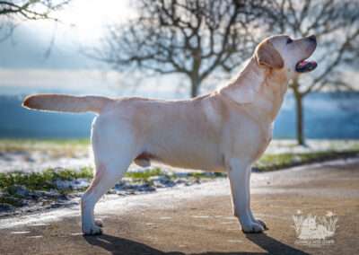 Int. CH Rusmairas Felix / Gemmed with Stars Labrador Retriever