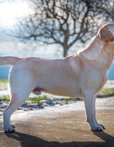 Int. CH Rusmairas Felix / Gemmed with Stars Labrador Retriever