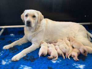 Nachkommen von Rusmairas Felix im Kennel Bubbles Roots, Niederlande