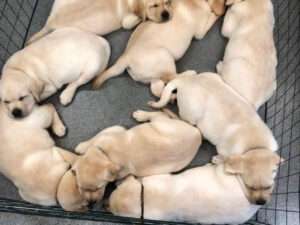 Nachkommen von Rusmairas Felix im Kennel Labgoodlifes DK