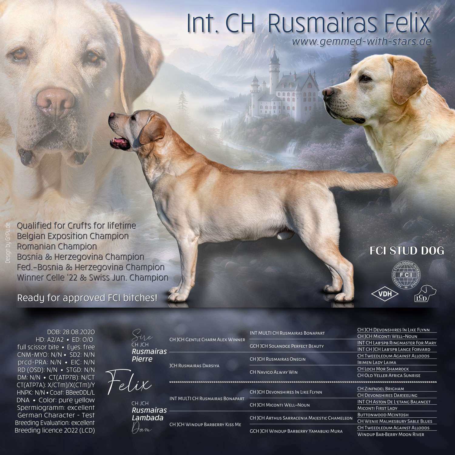Int. CH Rusmairas Felix, Deckrüde im LCD Int. CH Rusmairas Felix, FCI Stud Dog, Swiss Youth Ch., CIE, Swiss JCh., Rum. Ch., BiH Ch., Belg. Ch., Qualified for Crufts for lifetime