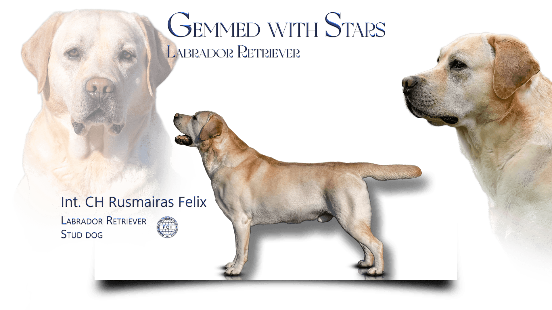 Int. CH Rusmairas Felix, Deckrüde im LCD