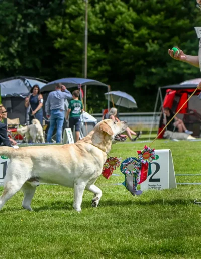 SRA Deutscher Retriever Club DRC, Hoisdorf