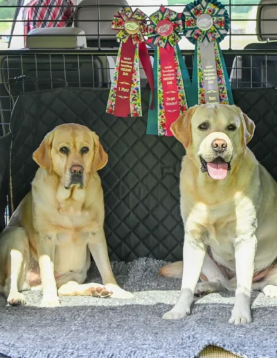 SRA Deutscher Retriever Club DRC, Hoisdorf
