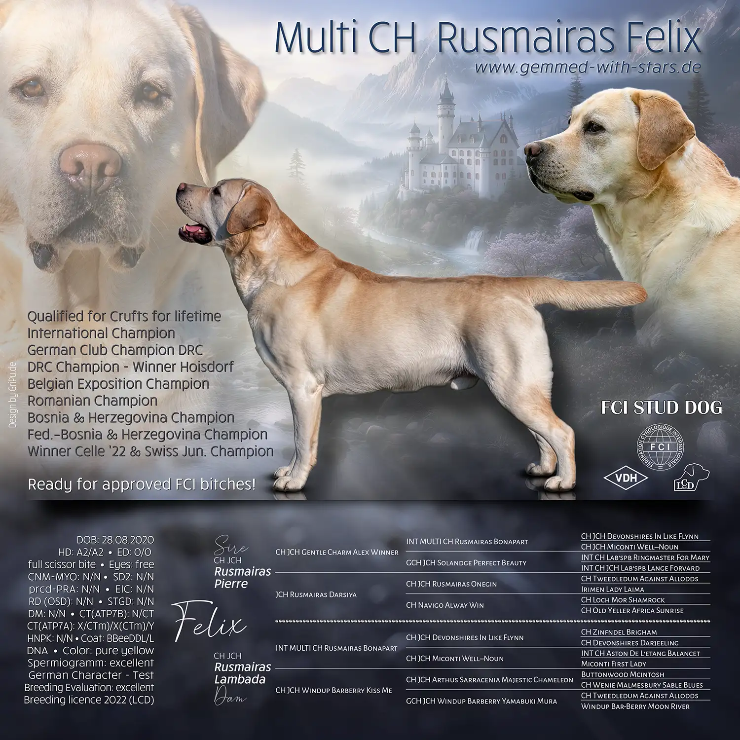 Multi Ch Rusmairas Felix Multi CH Rusmairas Felix, Deckrüde im LCD, Deutscher Champion Club (DRC) Sieger Hoisdorf DRC Champion Belgian Exposition Champion Internationaler Champion Rumänischer Champion Bosnien – Herzegowina Champion Fed. – Bosnien – Herzegowina Champion Sieger Celle 2022 Schweizer Jugend Champion